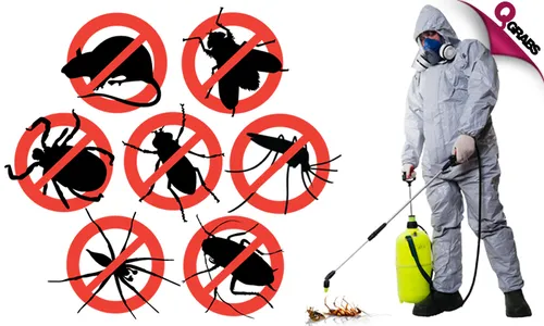 Pest Control Services & Bed Bugs Treatment!